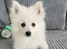 Beautiful White Female Pomeranian Puppy – £1,200