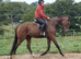 Smart young gelding