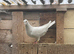 PURE WHITE LOGAN PIGEON