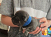 Stunning chihuahua puppies