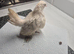 Serama pullets