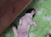 Springer spaniel liver & white puppy’s