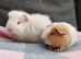2 beautiful female guinea pigs.