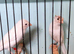 6 Rylander canary