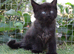 TICCA REGISTERED POLYDACTLE MAINE COON KITTENS