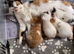 Beautiful kittens