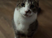 Tabby/domestic Kittens