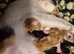 Kittens Ready To Leave