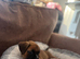 Kc reg boxer puppies long/bob tail