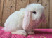 Mini lop babys ready now