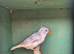 Zebra finches