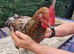 Cockrels for sale