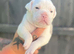 Olde English bulldog last male left