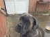 Presa Canario