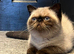 Last Remaining Seal Point Kitten for sale