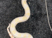 Albino boa