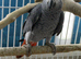 Congo Baby African grey