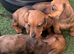 Beautiful baby puppies