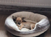 CHIHUAHUA MALE 7 MONTH