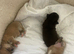 Beautiful tiny chihuahua puppies .