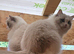 Two Beautiful TICA Ragdoll Girls - Mother & Daughter