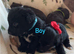 6 Beautiful Toy Jackapoo Puppies