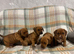 4 beautiful American /dash pups