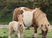 SPSBS Palomino and White colt