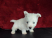 West highland white terrier
