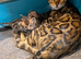 Purebred Bengal kittens TICA registered in Essex