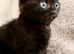 British short hair kittens