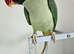 Alexandra parrot