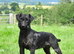Working patterdale