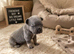 Stunning French Bulldog Puppies Looking For Forever Homes