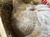 Slate x black turkey hatching eggs x6