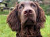 AMERICAN WATER SPANIEL NEEDS A LOVING HOME!!!