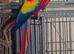 Scarlet macaw