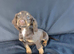Working cocker spaniel girl