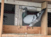 This birds for sale