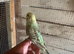 Baby budgies for sale £40 each collection mk404nn