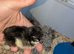 Chicks day old