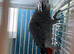 male African grey Glasgow