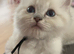 TICA registered ragdoll kittens