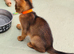 Abyssinian tica pedigree