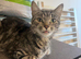 2 cats for sale