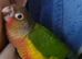 9 month old hand tame conure plus new cage and lots of food