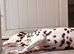 Nila the Dalmatian for sale