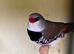 Zebra finches All different colours ready now