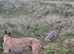 Bedlinghton whippet Greyhounds