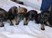 KC Registered Border Terrier Puppies